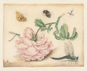 A Rose and Five Insects by Christoffel van den Berghe